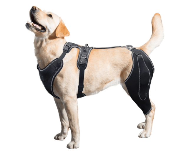 You are currently viewing Introducing the LISPOO Dog Knee Brace: A Supportive Solution for Canine Leg Health